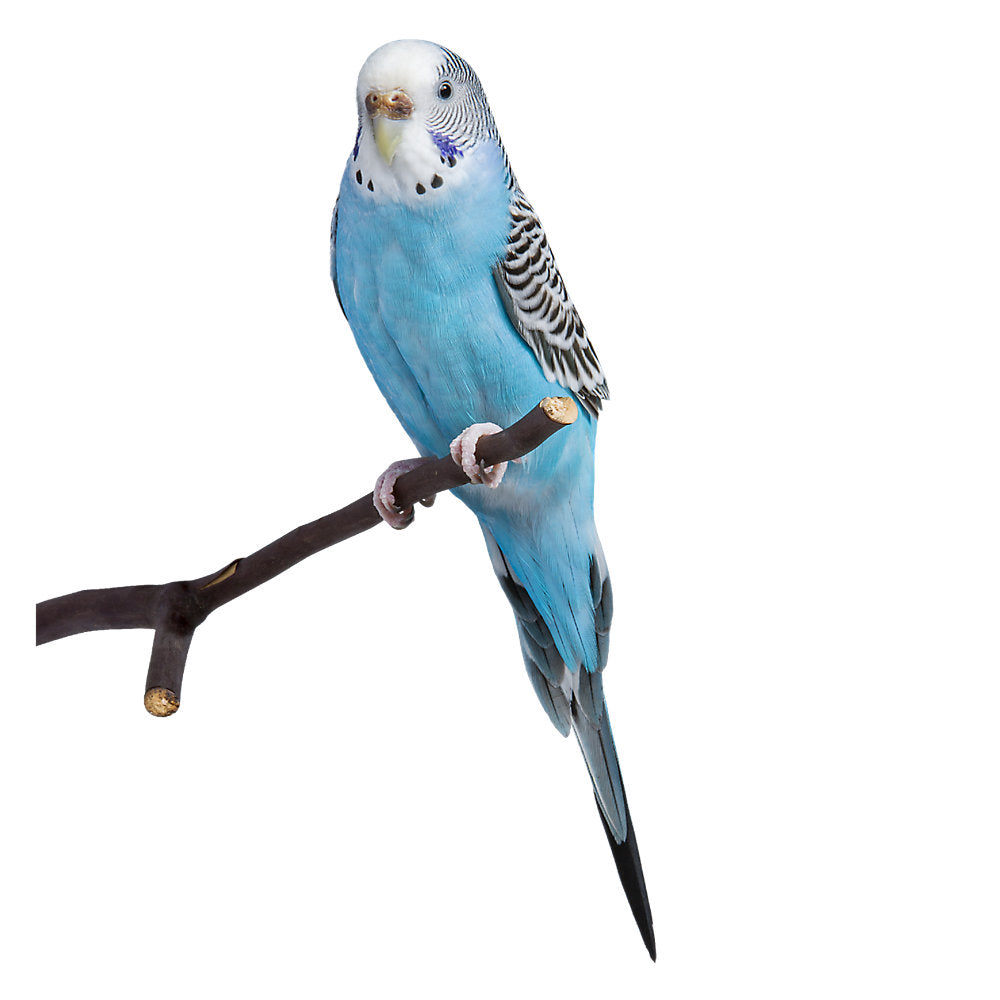 Blue Parakeet