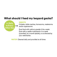 Thumbnail for Leopard Gecko