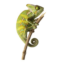 Thumbnail for Veiled Chameleon