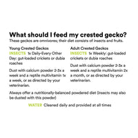 Thumbnail for Eyelash Crested Gecko
