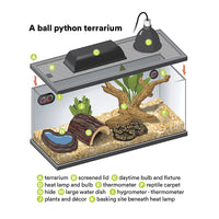 Thumbnail for Ball Python