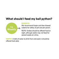 Thumbnail for Ball Python