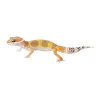 Thumbnail for Fancy Leopard Gecko