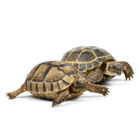 Thumbnail for Tortoise