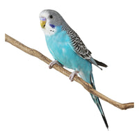 Thumbnail for Blue Parakeet