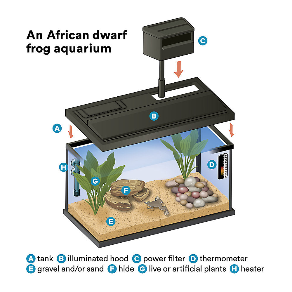 African Dwarf Frog