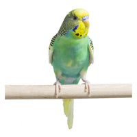 Thumbnail for Fancy Parakeet