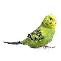 Thumbnail for Green Parakeet