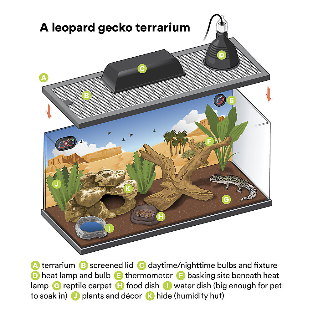 Leopard Gecko