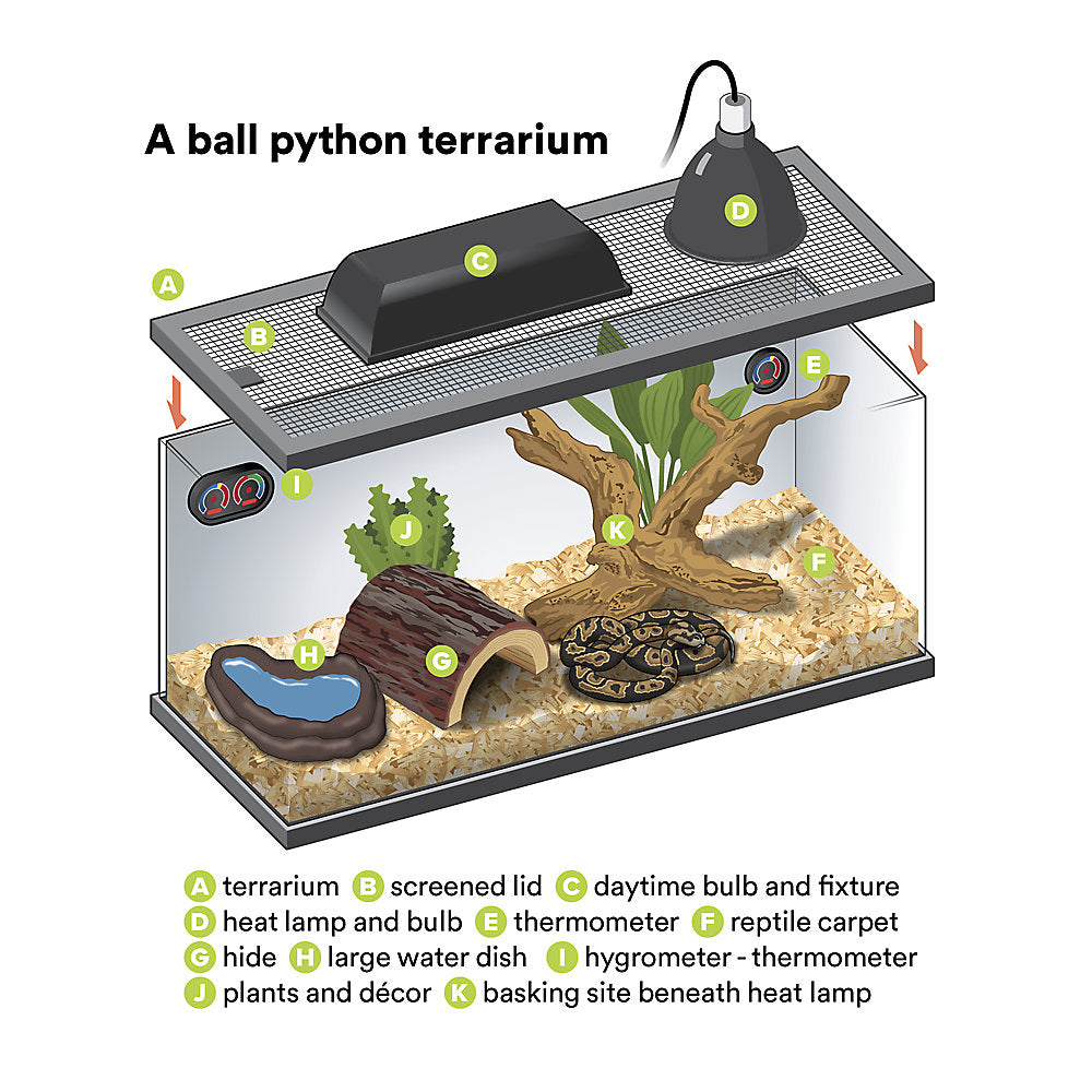 Ball Python