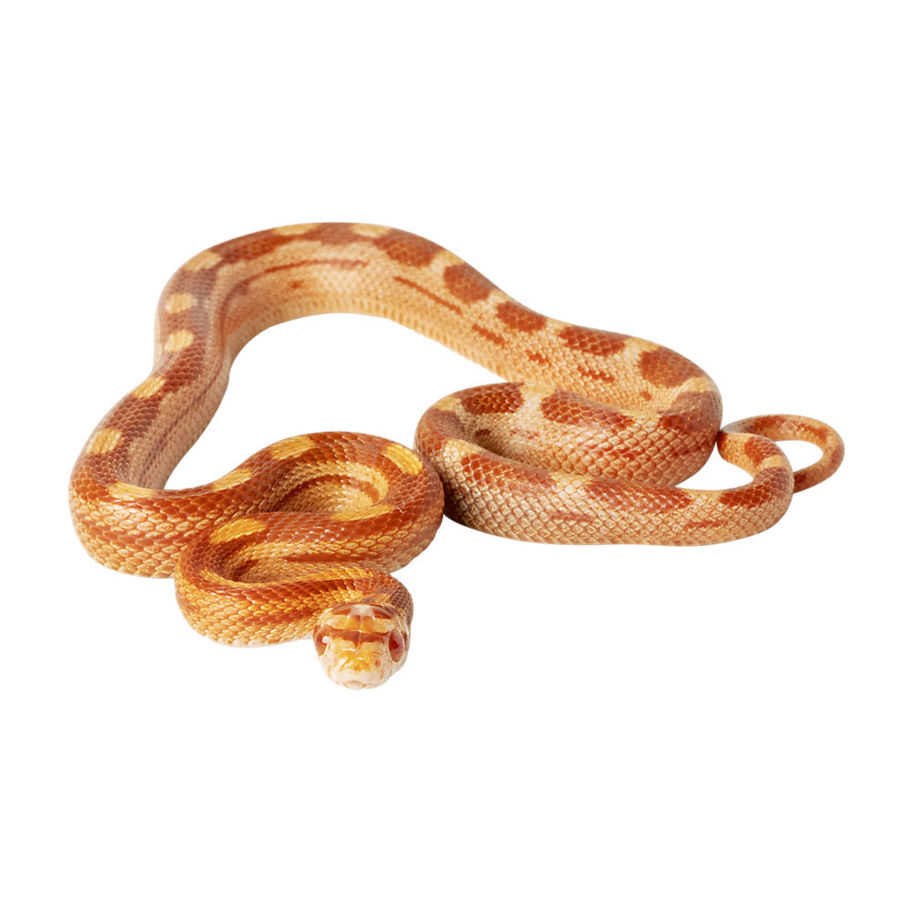 Fancy Corn Snake