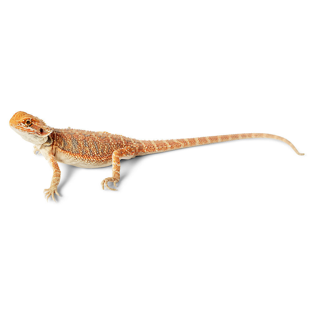Very Red Bearded Dragon