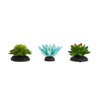 Thumbnail for Thrive Succulent Plants - 3pk