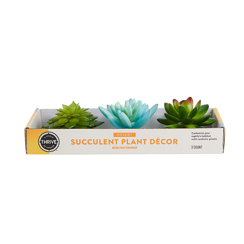 Thrive Succulent Plants - 3pk
